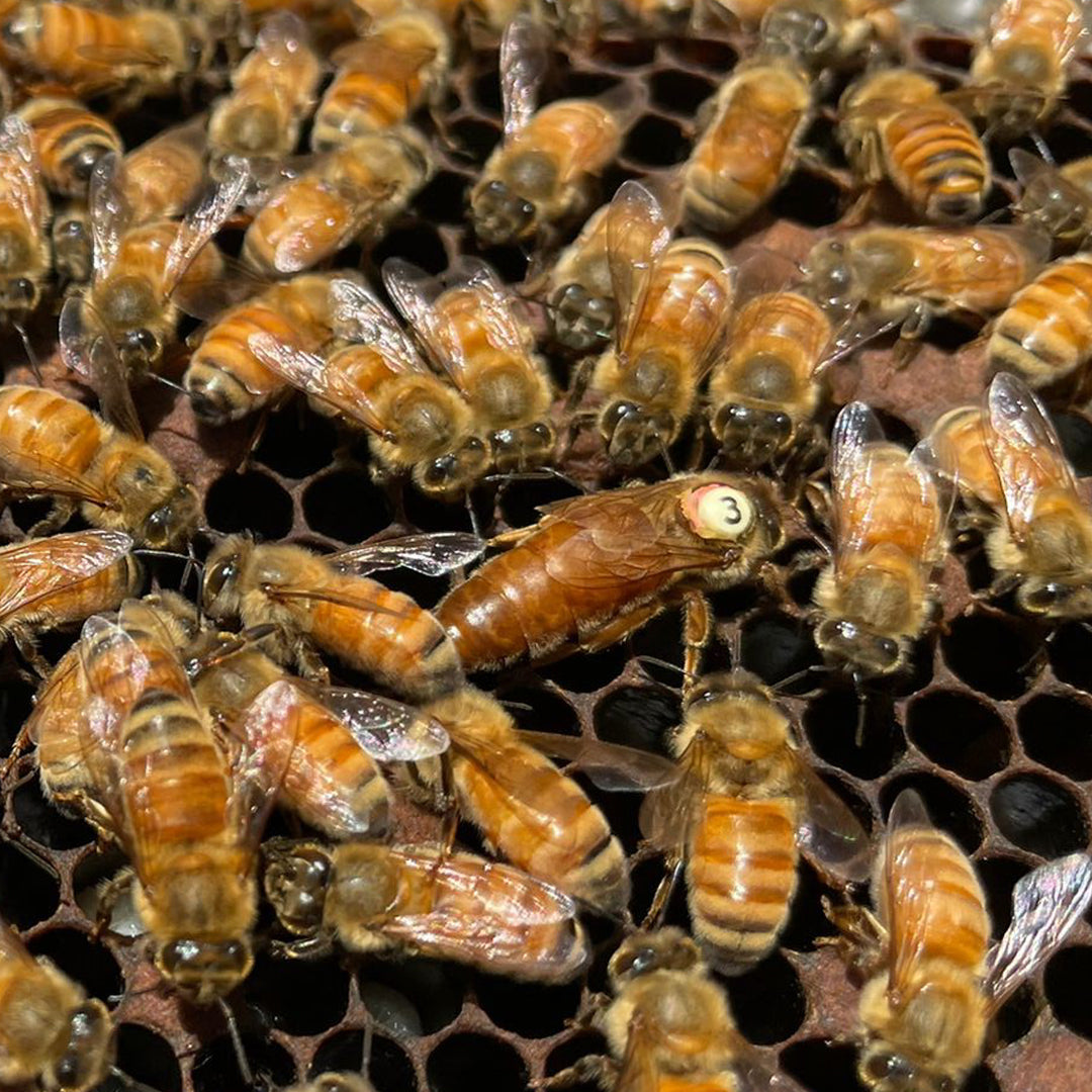 Spring Queens : Rottnest Island Mainland Mated Daughter Queen