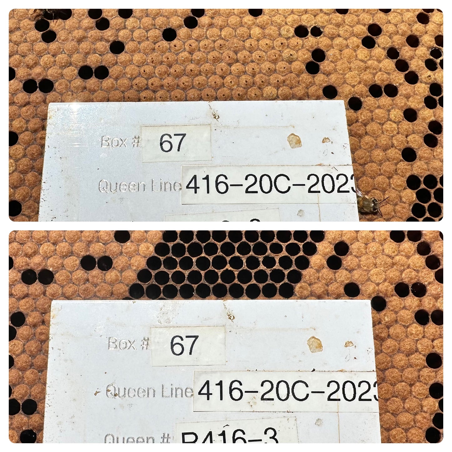 Pin Kill Test Tool 5.4mm (50 pins)