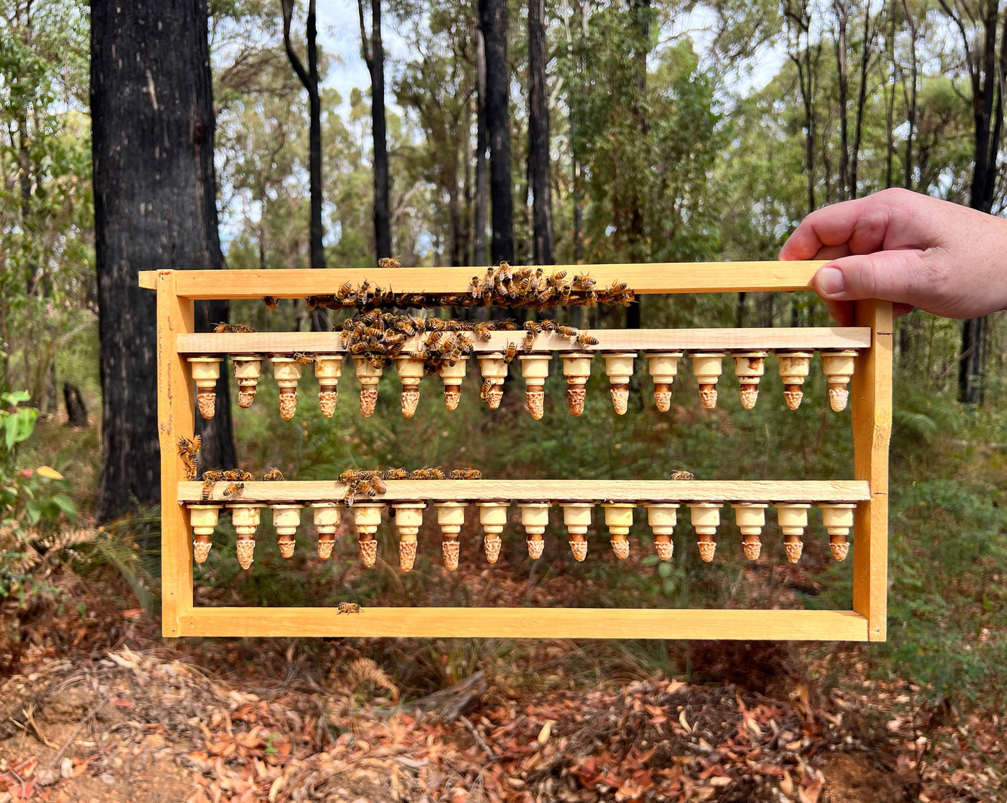 Queen Cells ( Pickup -Only )