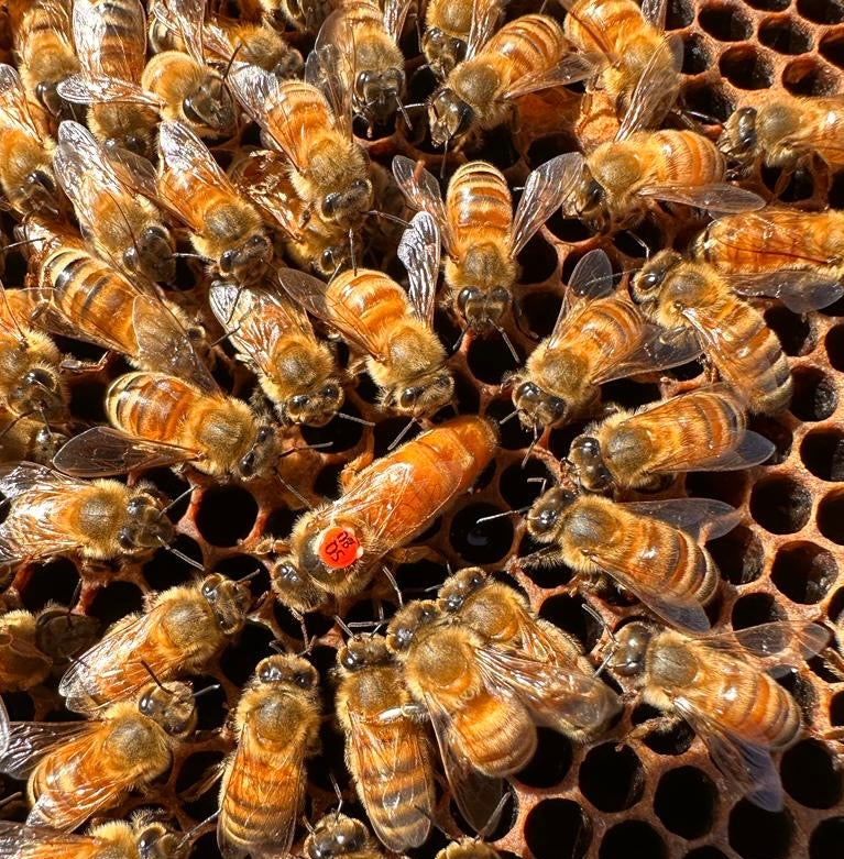 Summer Queens : Rottnest Island Mainland Mated Daughter Queen