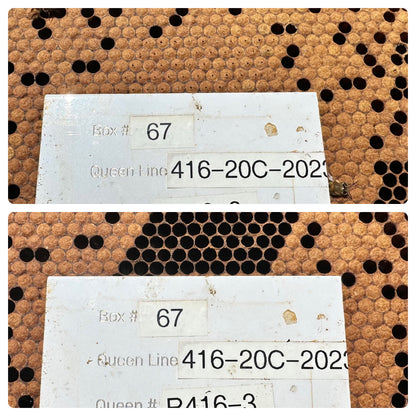 Pin Kill Test Tool 5.4mm (50 pins)